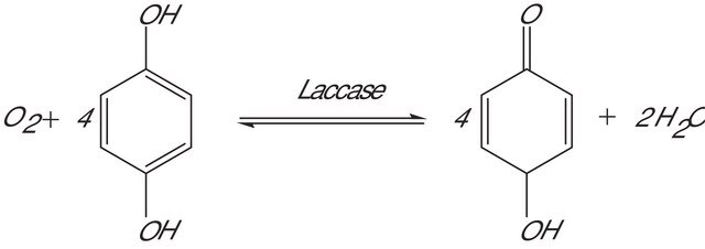 Laccase from Rhus vernicifera crude acetone powder, &#8805;50&#160;units/mg solid