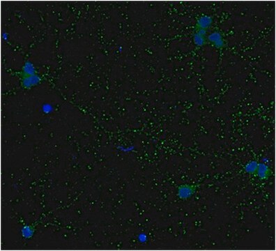 Anti-GAD67-Antikörper, Klon&nbsp;1G10.2, Biotin-Konjugat clone 1G10.2, from mouse, biotin conjugate