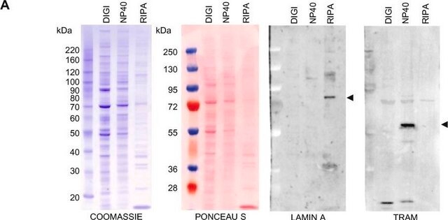 Anti-Lamin A (C-terminal) antibody produced in rabbit ~1&#160;mg/mL, affinity isolated antibody, buffered aqueous solution