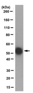 Anti-Monoglycyliertes-Tubulin-Antikörper, Klon&nbsp;TAP&nbsp;952 clone TAP 952, from mouse