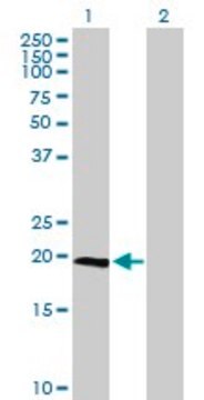 Anti-IL23A antibody produced in mouse purified immunoglobulin, buffered aqueous solution