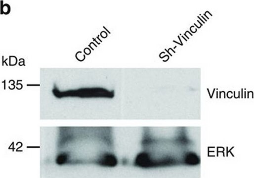 Monoclonal Anti-Vinculin antibody produced in mouse clone VIN-11-5, ascites fluid