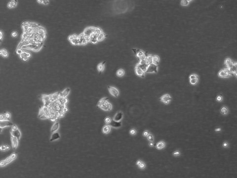 LoVo Cell Line human 87060101, from human colon(supraclavicular lymph node metastasis)