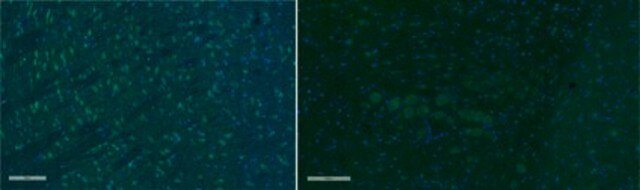 Anti-Olig-2 Antibody, Alexa Fluor&#8482; 488 Conjugate from rabbit, ALEXA FLUOR&#8482; 488