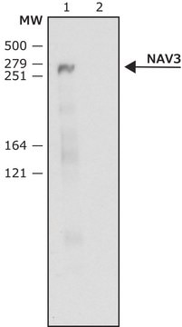 Anti-NAV3 (C-terminal) antibody produced in rabbit ~1&#160;mg/mL, affinity isolated antibody, buffered aqueous solution