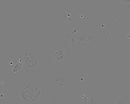 CACO-2 Cell Line human 86010202, from human colon(Caucasian colon adenocarcinoma)