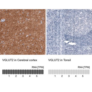 Monoclonal Anti-VGLUT2 antibody produced in mouse Prestige Antibodies&#174; Powered by Atlas Antibodies, clone CL2952, purified immunoglobulin, buffered aqueous glycerol solution