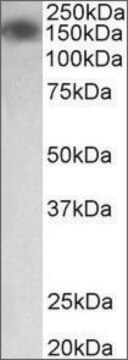 Anti-MYLK antibody produced in goat affinity isolated antibody, buffered aqueous solution