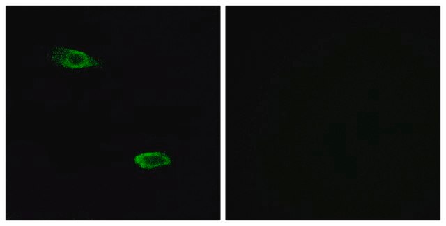 Anti-OR51E2 antibody produced in rabbit affinity isolated antibody