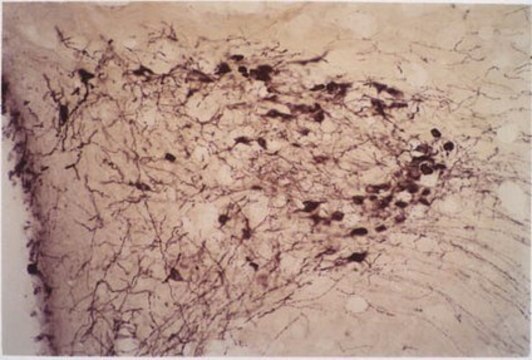 Anti-Oxytocin Antibody, clone 4G11 ascites fluid, clone 4G11, Chemicon&#174;