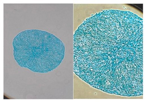 Alcian-Blue Staining Solution