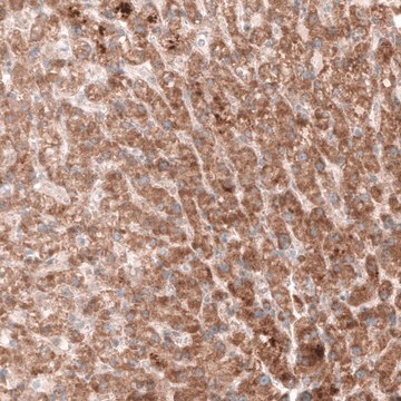 Monoclonal Anti--G6PC antibody produced in mouse Prestige Antibodies&#174; Powered by Atlas Antibodies, clone CL5817, purified immunoglobulin, buffered aqueous glycerol solution