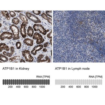 Anti-ATP1B1 antibody produced in rabbit Prestige Antibodies&#174; Powered by Atlas Antibodies, affinity isolated antibody, buffered aqueous glycerol solution