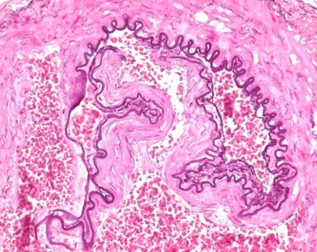 ELASTIN staining solution acc. to Weigert for microscopy