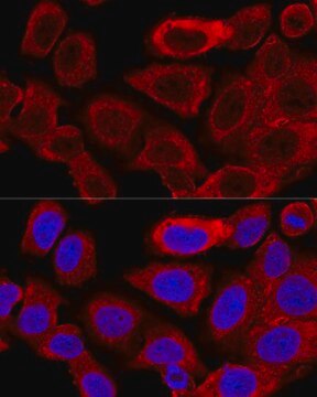 Anti- DRP1 antibody produced in rabbit