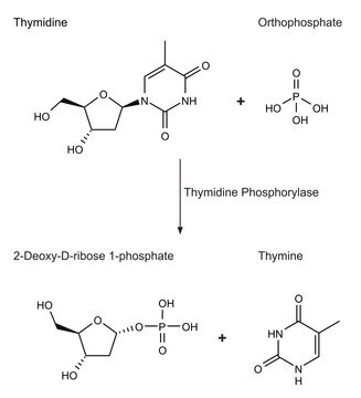 Thymidinphosphorylase, rekombinant aus E. coli recombinant, expressed in E. coli, Suitable for manufacturing of diagnostic kits and reagents, buffered aqueous solution, &#8805;500&#160;units/mL