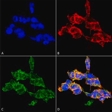 Monoclonal Anti-O-GalNAC-Biotin antibody produced in mouse clone 9B9