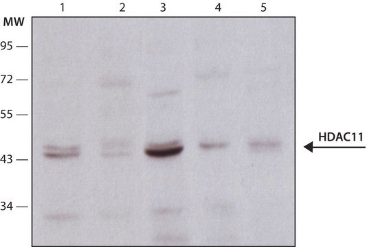 Anti-Histone Deacetylase 11 (HDAC11) antibody produced in rabbit ~1&#160;mg/mL, affinity isolated antibody, buffered aqueous solution