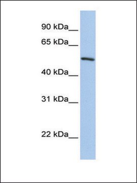 Anti-KLF11 antibody produced in rabbit affinity isolated antibody