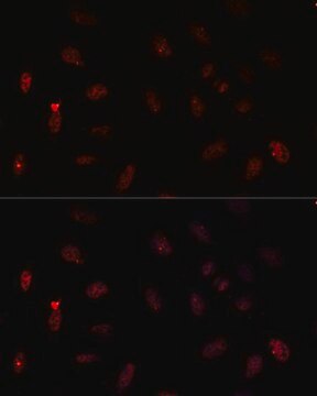 Anti-PAX6 antibody produced in rabbit