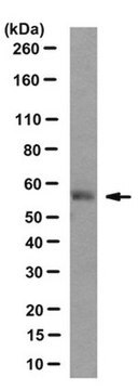 Anti-HOIL-1-Antikörper, Klon 2E2 clone 2E2, from mouse