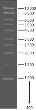 1 kb DNA Ladder for DNA electrophoresis