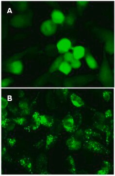 LentiBrite GFP-LC3 Lentiviral Biosensor