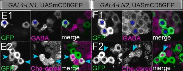 Anti-GABA in Kaninchen hergestellte Antikörper affinity isolated antibody, buffered aqueous solution