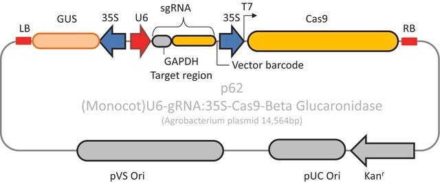 CRISPR GUS GAPDH Reporter Control for Monocots