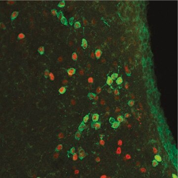 Anti-c-Fos antibody produced in rabbit IgG fraction of antiserum, buffered aqueous solution