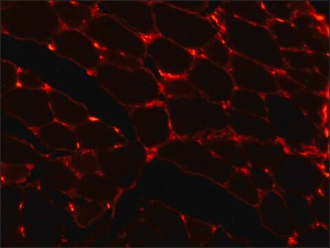 Monoclonal Anti-Laminin antibody produced in mouse clone LAM-89, ascites fluid