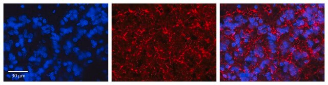 Anti-KCNMA1 antibody produced in rabbit affinity isolated antibody