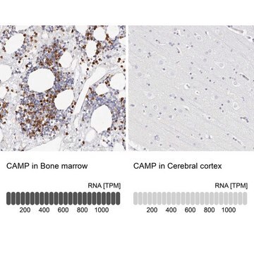 Anti-CAMP antibody produced in rabbit Prestige Antibodies&#174; Powered by Atlas Antibodies, affinity isolated antibody, buffered aqueous glycerol solution