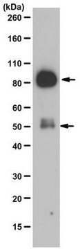 Anti-PI3-Kinase-p85-Antikörper, N-SH2-Domäne from rabbit, purified by affinity chromatography