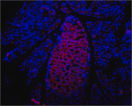 Anti-Purinergic Receptor P2X7 (extracellular) antibody produced in rabbit affinity isolated antibody, lyophilized powder