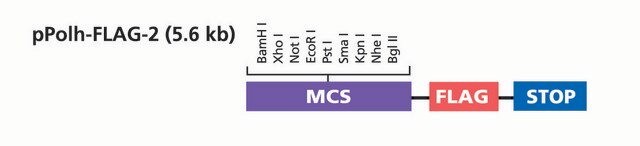 pPolh-FLAG&#8482;-2 Transfer Vector