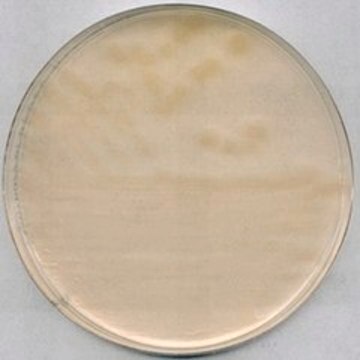 R-2A Agar suitable for microbiology, NutriSelect&#174; Plus