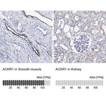 Anti-ACKR1 antibody produced in rabbit Prestige Antibodies&#174; Powered by Atlas Antibodies, affinity isolated antibody, buffered aqueous glycerol solution