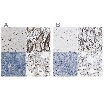 Anti-NFIA antibody produced in rabbit Prestige Antibodies&#174; Powered by Atlas Antibodies, affinity isolated antibody, buffered aqueous glycerol solution