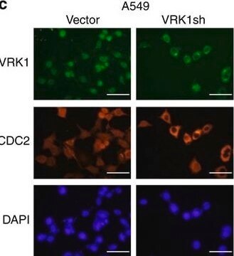 Anti-Cdk1/Cdc2 (PSTAIR) Antibody Upstate&#174;, from rabbit