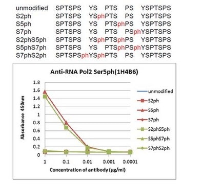 Anti-phospho RNA Pol II (Ser5), clone 1H4B6 Antibody clone 1H4B6, from rat