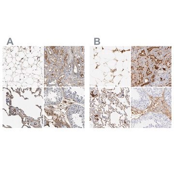 Anti-C3 antibody produced in rabbit Prestige Antibodies&#174; Powered by Atlas Antibodies, affinity isolated antibody, buffered aqueous glycerol solution