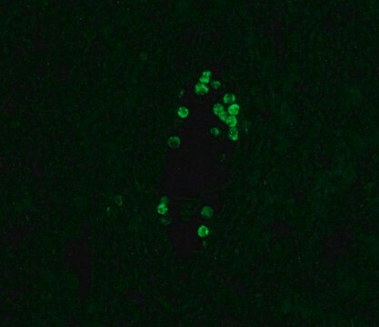 Monoklonaler Anti-Human-IgG4&#8722;-FITC-Antikörper der Maus in Maus hergestellte Antikörper clone HP-6025, purified from hybridoma cell culture