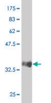 ANTI-SREBF1 antibody produced in mouse clone 4G4, purified immunoglobulin, buffered aqueous solution