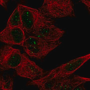 Anti-ATRX antibody produced in rabbit Prestige Antibodies&#174; Powered by Atlas Antibodies, affinity isolated antibody