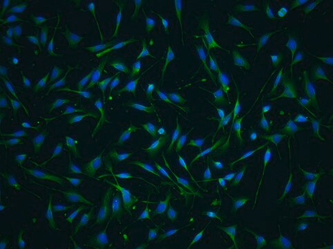 YUMM2.2 Mouse Melanoma Cell Line