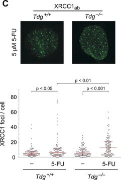 Anti-XRCC1 in Kaninchen hergestellte Antikörper ~1&#160;mg/mL, affinity isolated antibody, buffered aqueous solution