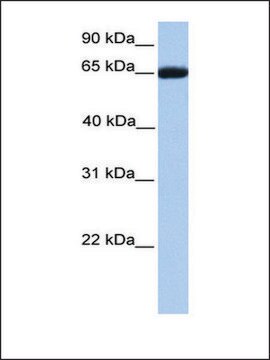 Anti-RXRB (AB1) antibody produced in rabbit affinity isolated antibody