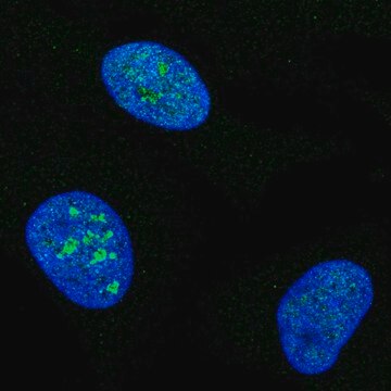 Anti-MCM10 antibody produced in rabbit Prestige Antibodies&#174; Powered by Atlas Antibodies, affinity isolated antibody