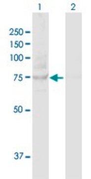 Anti-TBK1 antibody produced in rabbit purified immunoglobulin, buffered aqueous solution